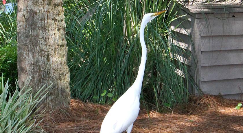 The Village At Palmetto Dunes Condominiums Hilton Head Island Kültér fotó